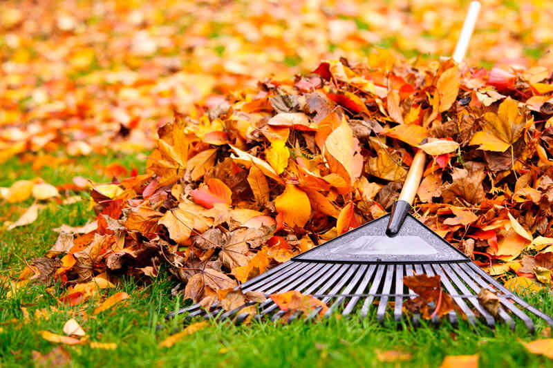 A black plastic leaf rake lies next to a large pile of colorful autumn leaves on a green lawn.