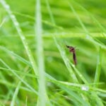 What Plants Repel Mosquitoes?
