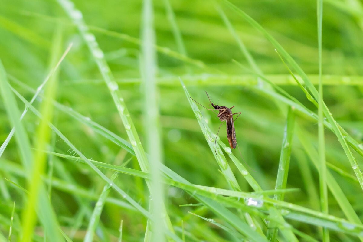 mosquito on green grass leaf close up
