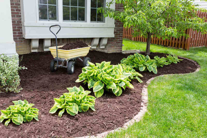A well-maintained garden bed with brown mulch and plants