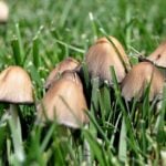What Causes Mushrooms in My Yard?