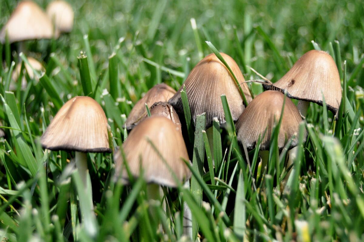 Cluster of small brown mushrooms with conical caps growing through lush green lawn grass on a sunny day.