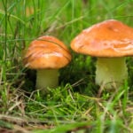 How to Prevent Mushrooms in Your Yard