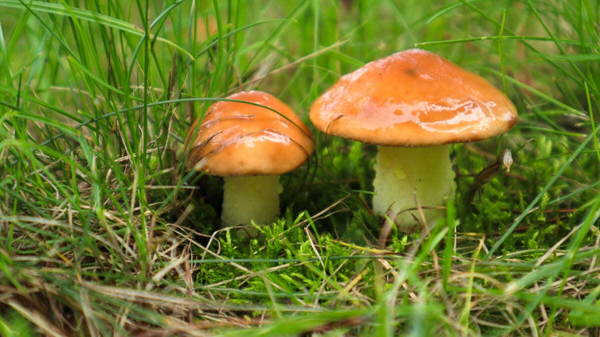 Edible oily Mushrooms yellow boletus in the forest. Mushrooms Suillus luteus in the forest. An edible oily mushroom that grows in the autumn forest among the grass and needles
