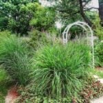 How to Care for Ornamental Grass