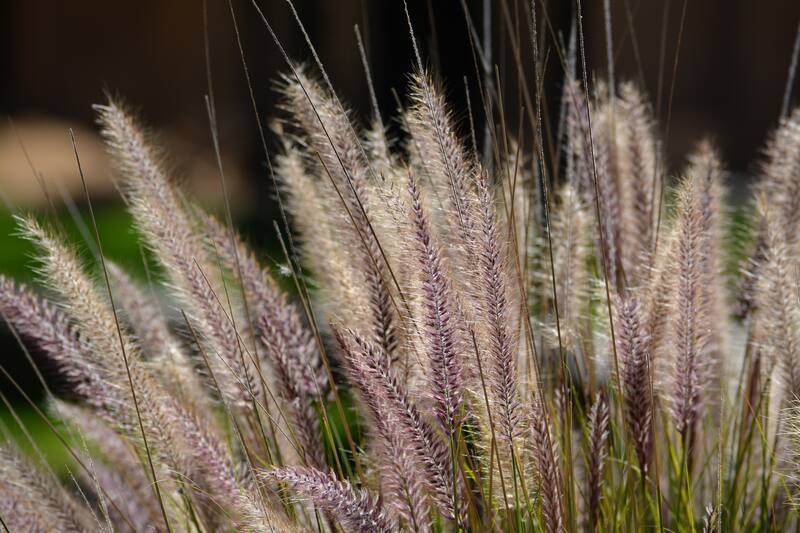 Close-up of ornamental fountain grass with fluffy, feathery plumes in shades of purple and beige, gently swaying in natural sunlight.