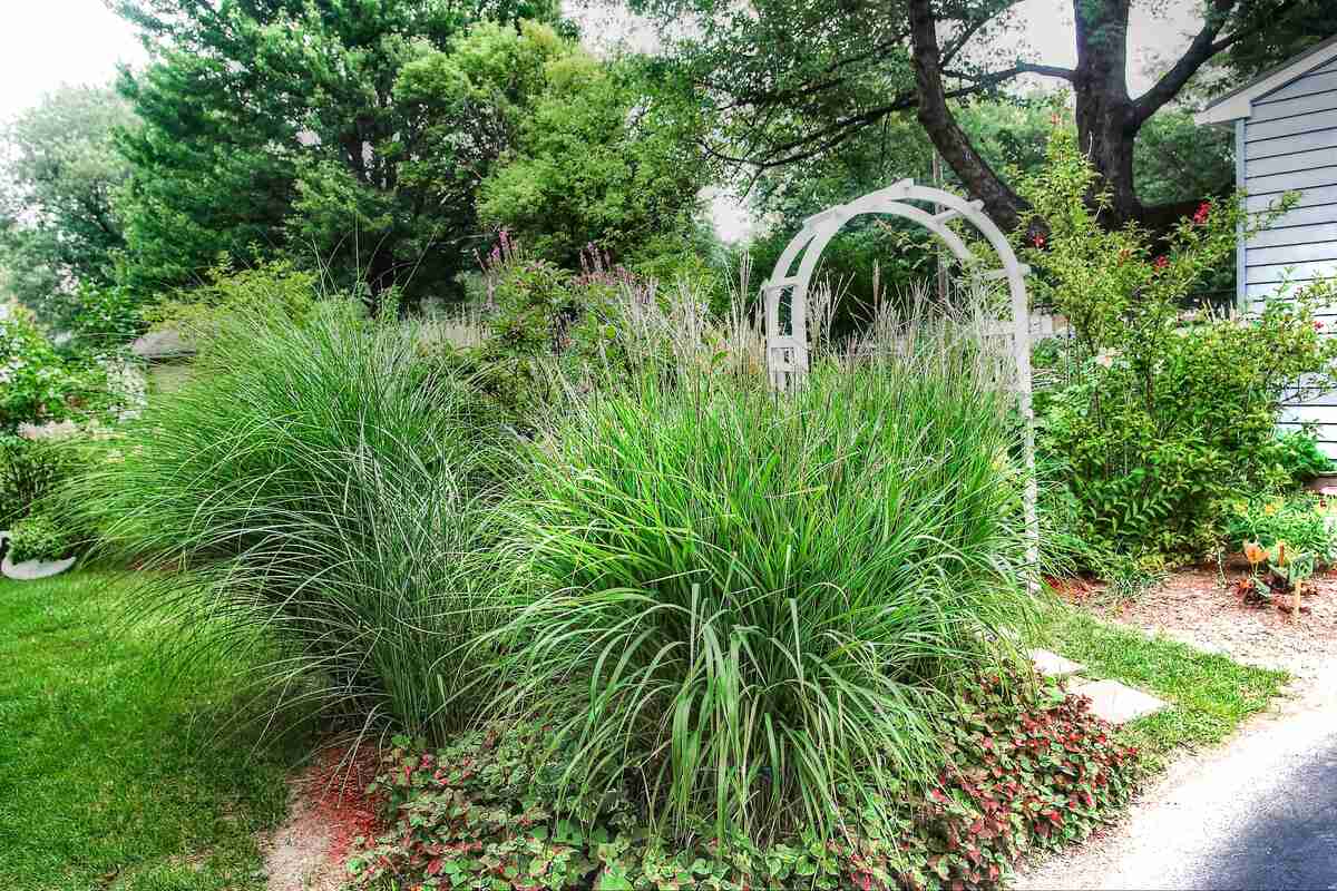 A lush garden scene featuring tall, green ornamental grasses growing densely near a white arbor, surrounded by other plants and trees with a lawn and pathway nearby.