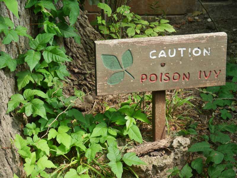 Wooden sign warning of poison ivy in a wooded area