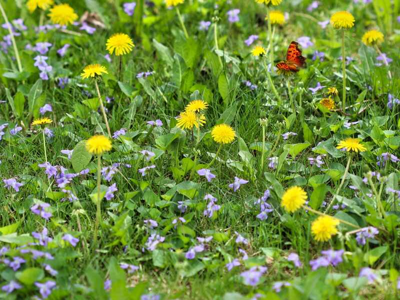 Overgrown weeds left to flower among the grass on a lawn in spring, to feed pollinators.