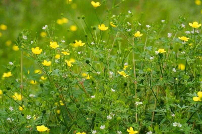 Beautiful yellow Hairy Buttercup, Ranunculus sardou, and other wildflowers are the first spring blossoms in a field of native plants, providing an early energy boost to a host of pollinating insects