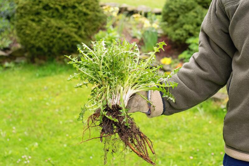 Gardener holding a weed bunch, dandelion plant with large roots system.