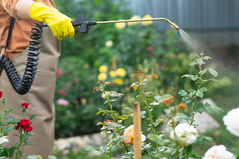 Close-up of a sprayed jet of chemicals from a pesticide sprayer. A woman in a protective apron and yellow gloves sprays a flower bed.