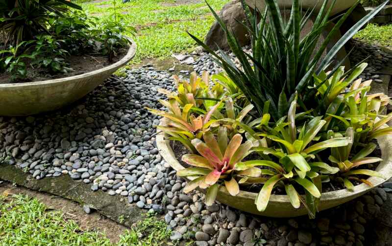 Stone or Gravel mulch between two plant pots