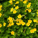 Best Drought-Tolerant Ground Covers