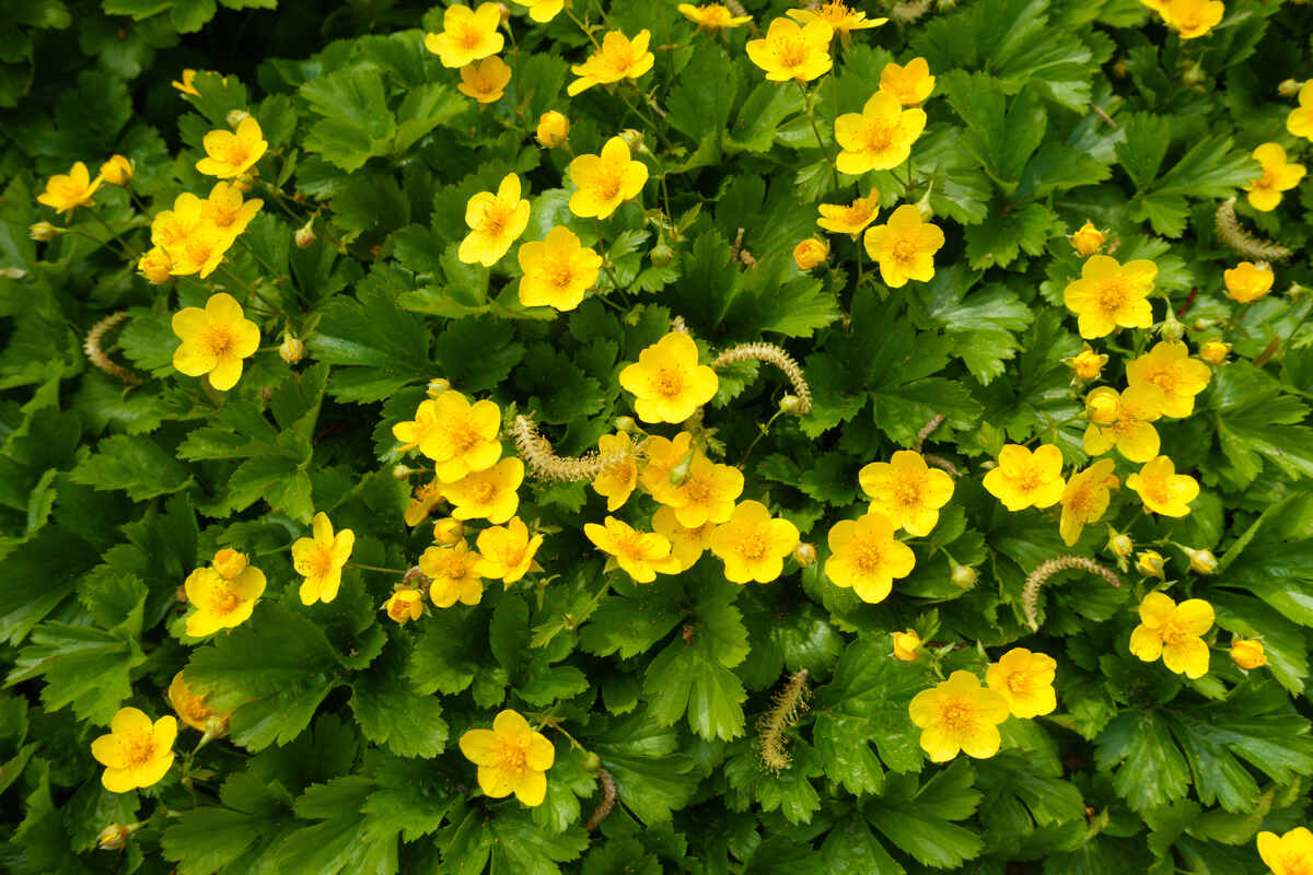 Spring yellow small flowers of a Waldsteinia ternata