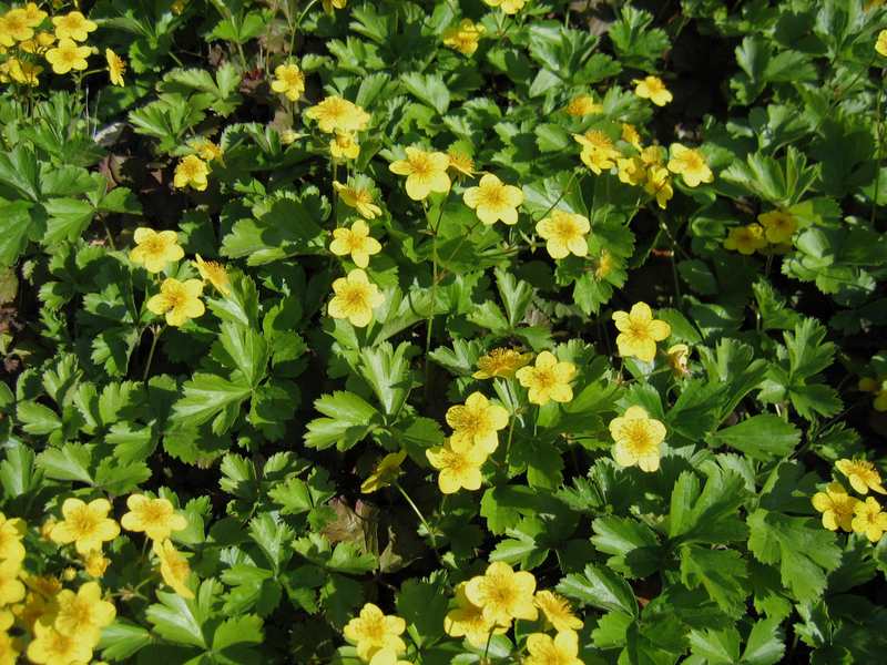 closeup view of Barren Strawberry plant