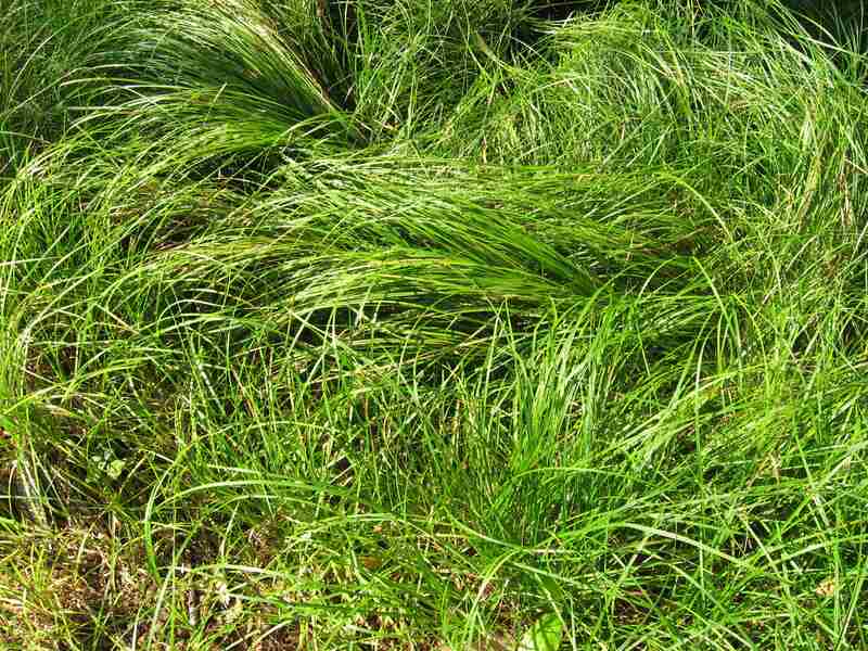 closeup of Pennsylvania sedge in a yard