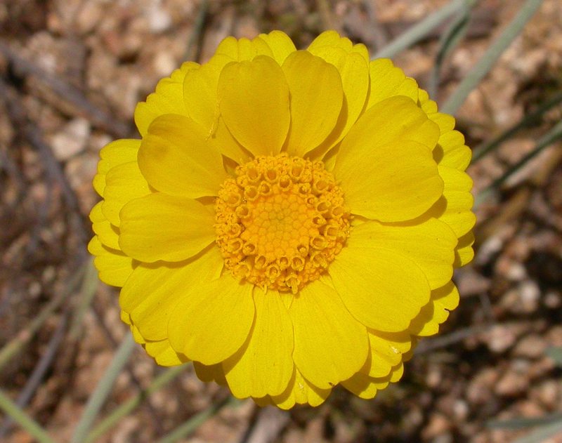 closeup view of Desert Marigold flower