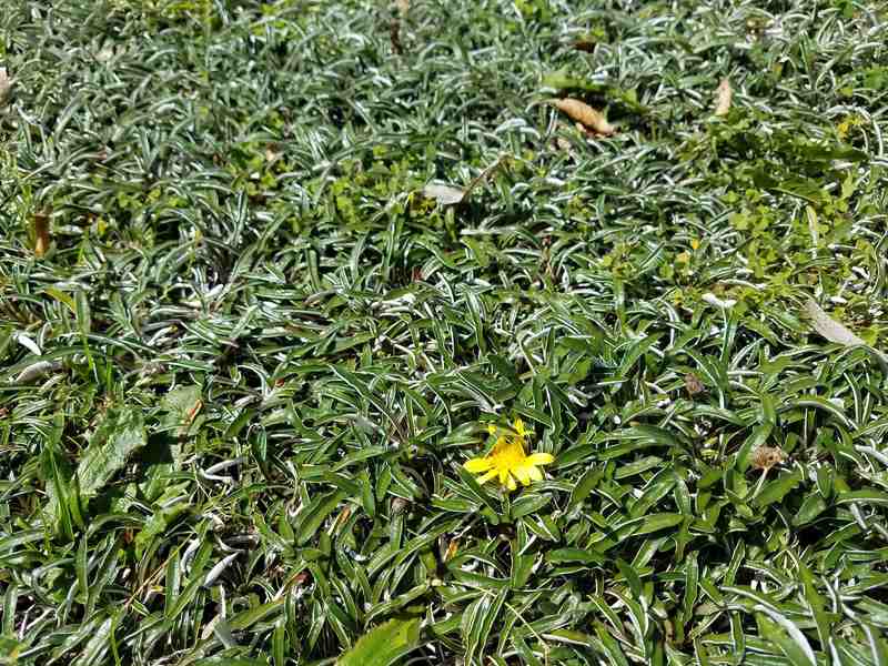 closeup view of Dymondia plant