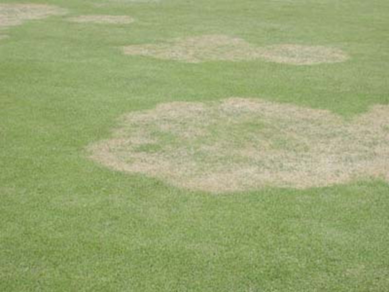 Turfgrass with circular brown patches caused by large patch disease, surrounded by healthy green grass
