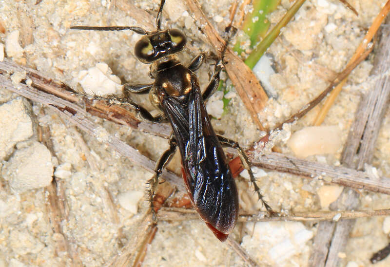 File:Mole Cricket Hunter - Larra bicolor, Okaloacoochee Slough State Forest, Felda, Florida.jpg