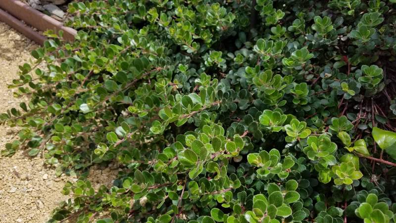closeup of a ground cover plant Arctostaphylos 'Emerald Carpet' 