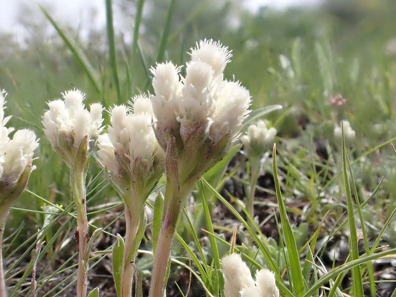 Antennaria parvifolia - small-leaf pussytoes