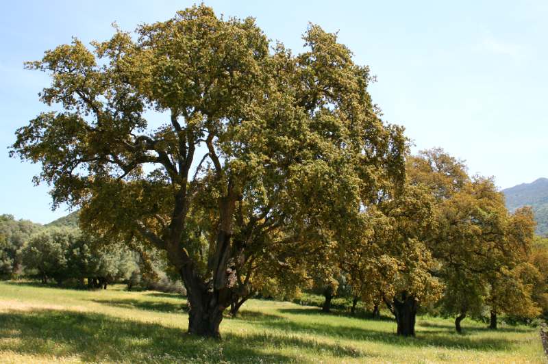 Quercus suber tree in a field