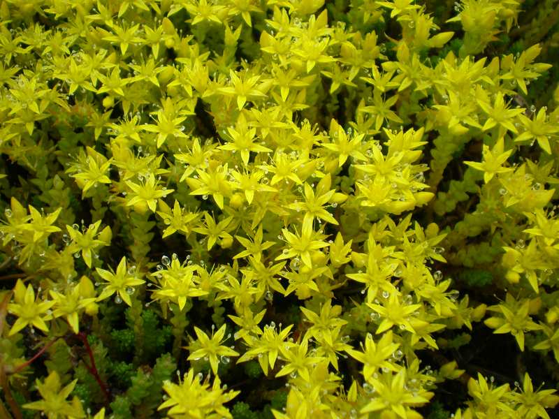 closeup view of yellow colored flowers of Sedum plant