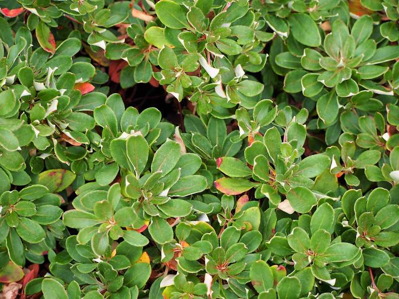 closeup view of Sulfur Buckwheat plant