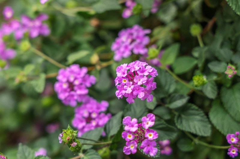 Close-up of clustered purple lantana flowers with green leaves, shallow depth of field, and blurred garden background creating a soft atmosphere.