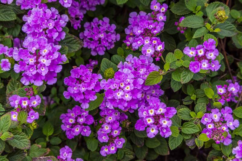 Close up view of Lantana montevidensis  