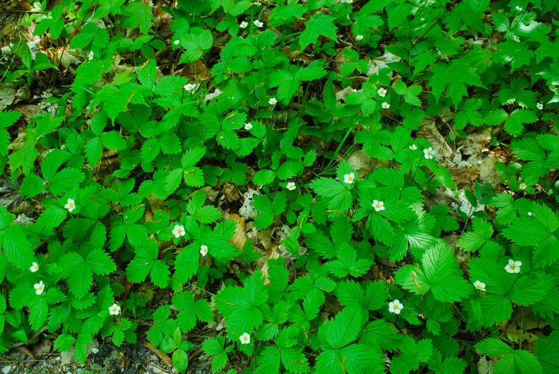 closeup view of Wild Strawberry plant