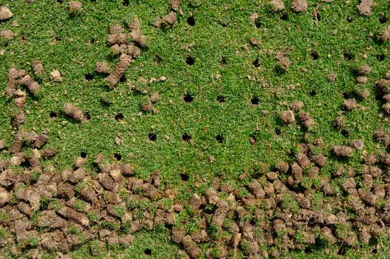 A pile of soil plugs on a freshly aerated lawn.