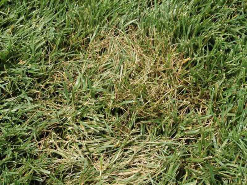 Close-up of a patch of lawn where the grass is brown and matted in the center, surrounded by healthier green blades, indicating possible turf disease or fungal infection