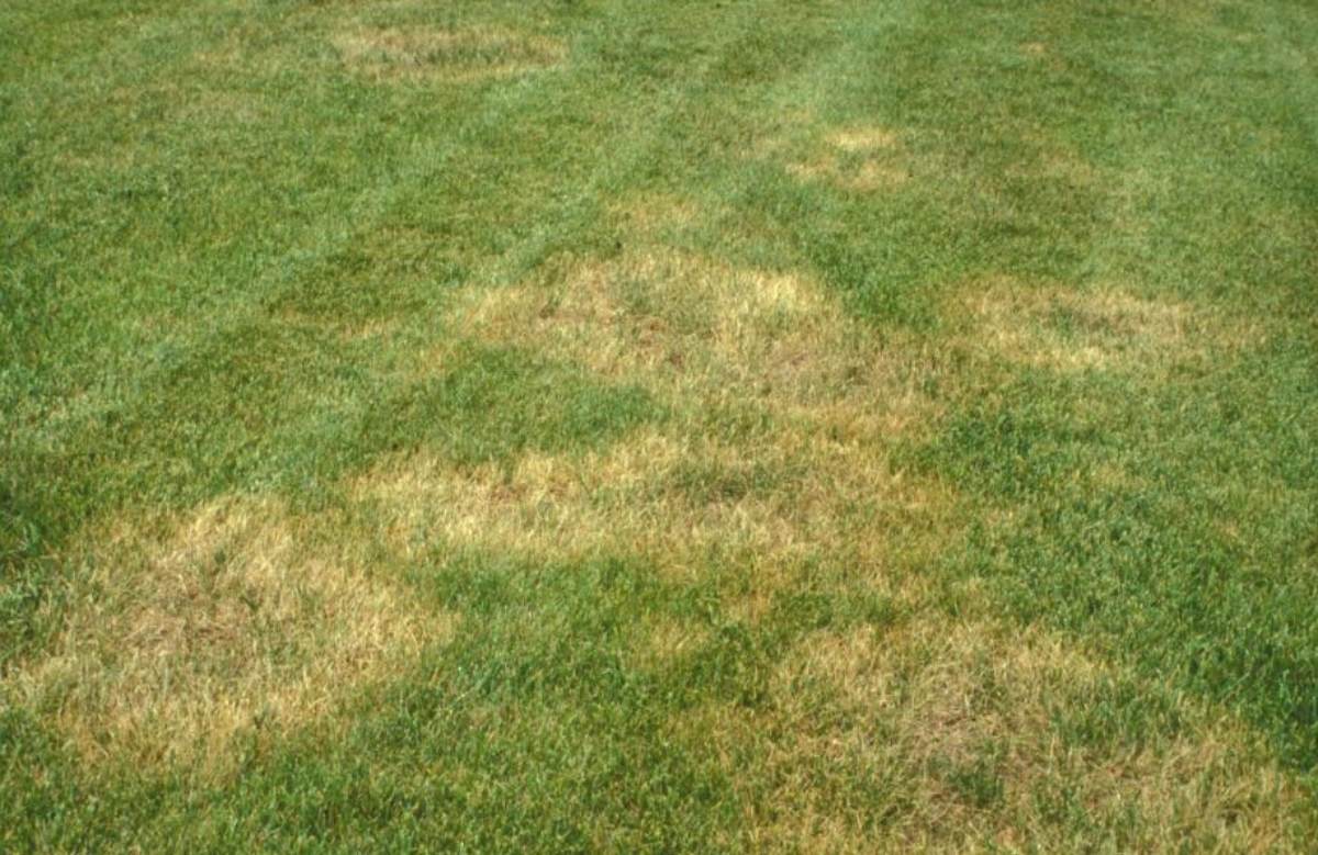 awn with irregular brown patches of dead or dying grass scattered across an otherwise green grassy area, indicating possible lawn disease, drought stress, or fungal infection.