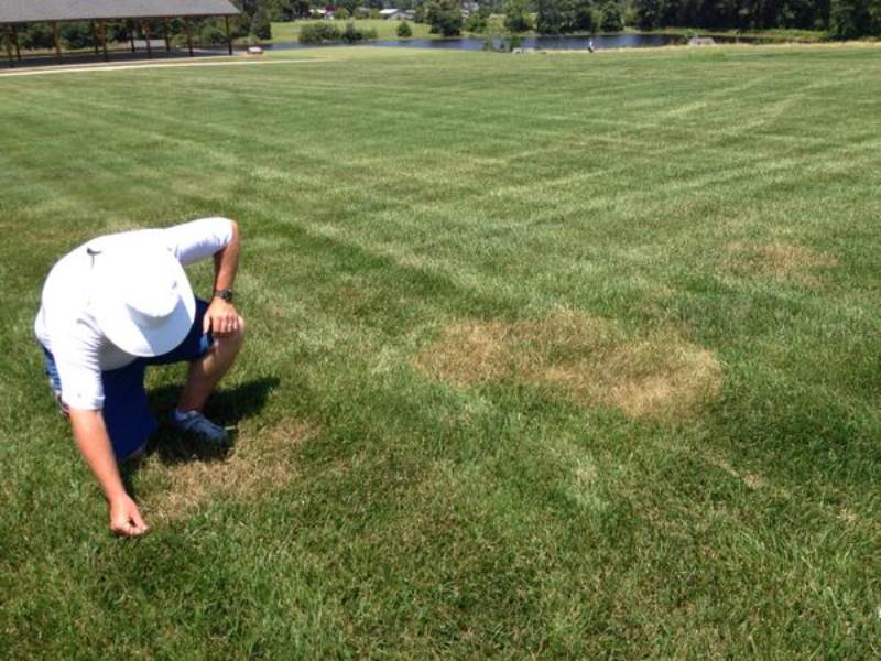 Person in a white hat and blue shorts crouching on a large grassy field, inspecting a circular brown patch of dead or dying grass, likely caused by lawn disease or heat stress.