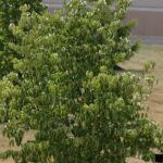 Signs of Drought Stress in Trees