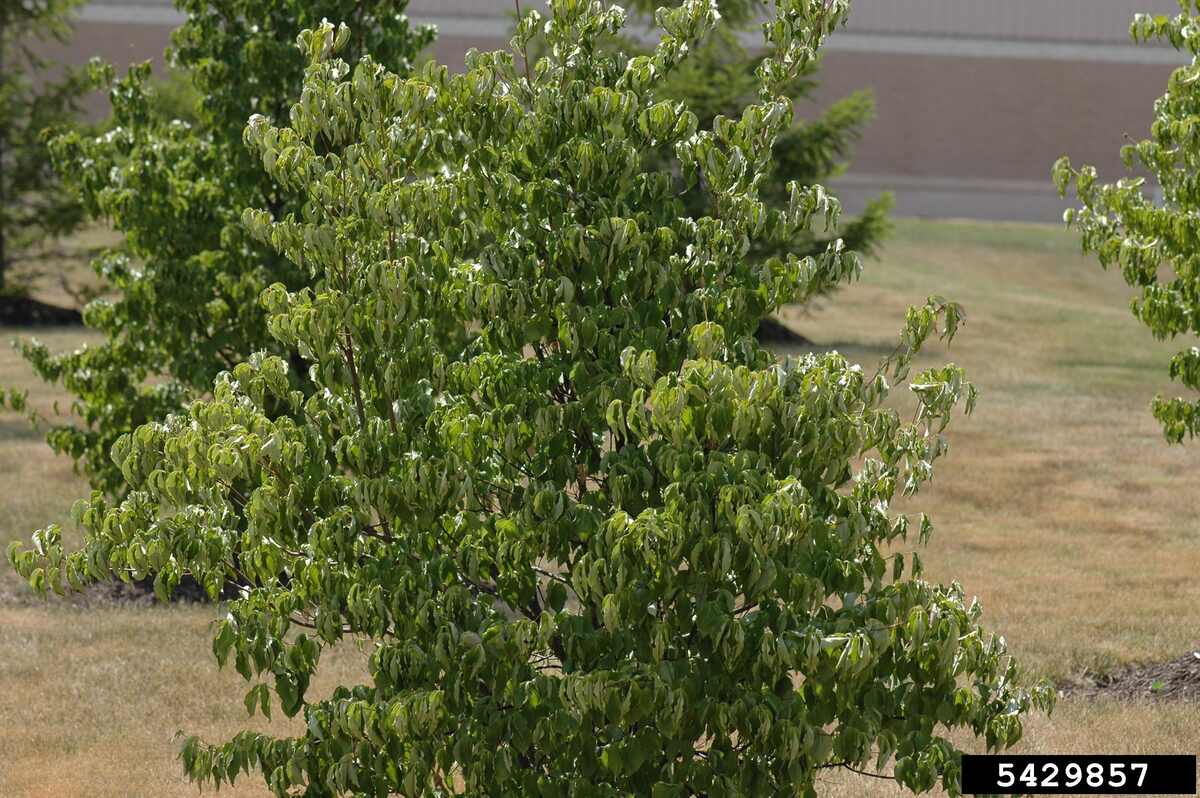 top view of Drought stressed Cornus sp.