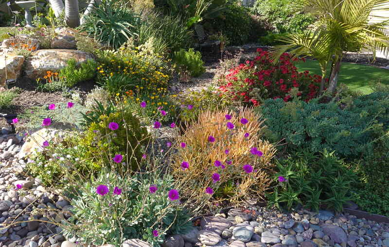 Shrubs and succulents in bloom in a drought-tolerant landscape.
