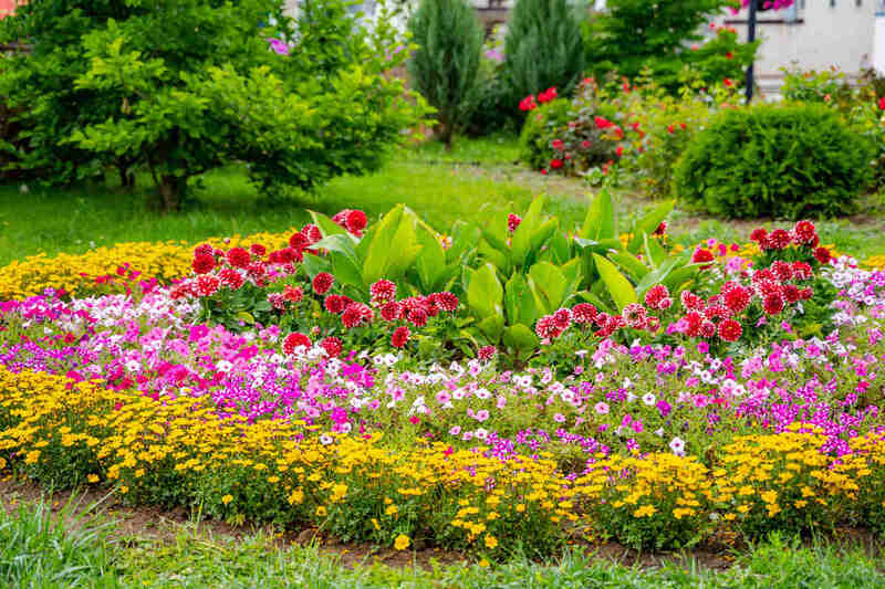 Colorful flowers in the garden. Cropped photo. Summer landscape. Pink, yellow, and white flowers and green grass.