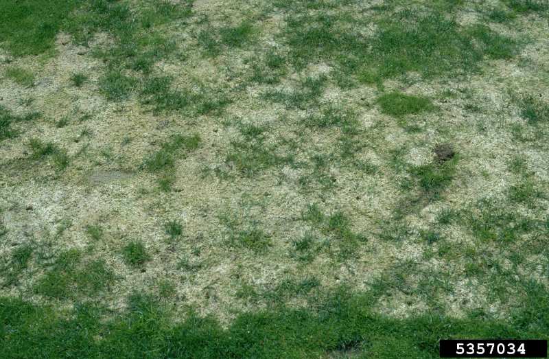 Lawn with patchy grass damage caused by gray snow mold, showing dead and discolored areas.