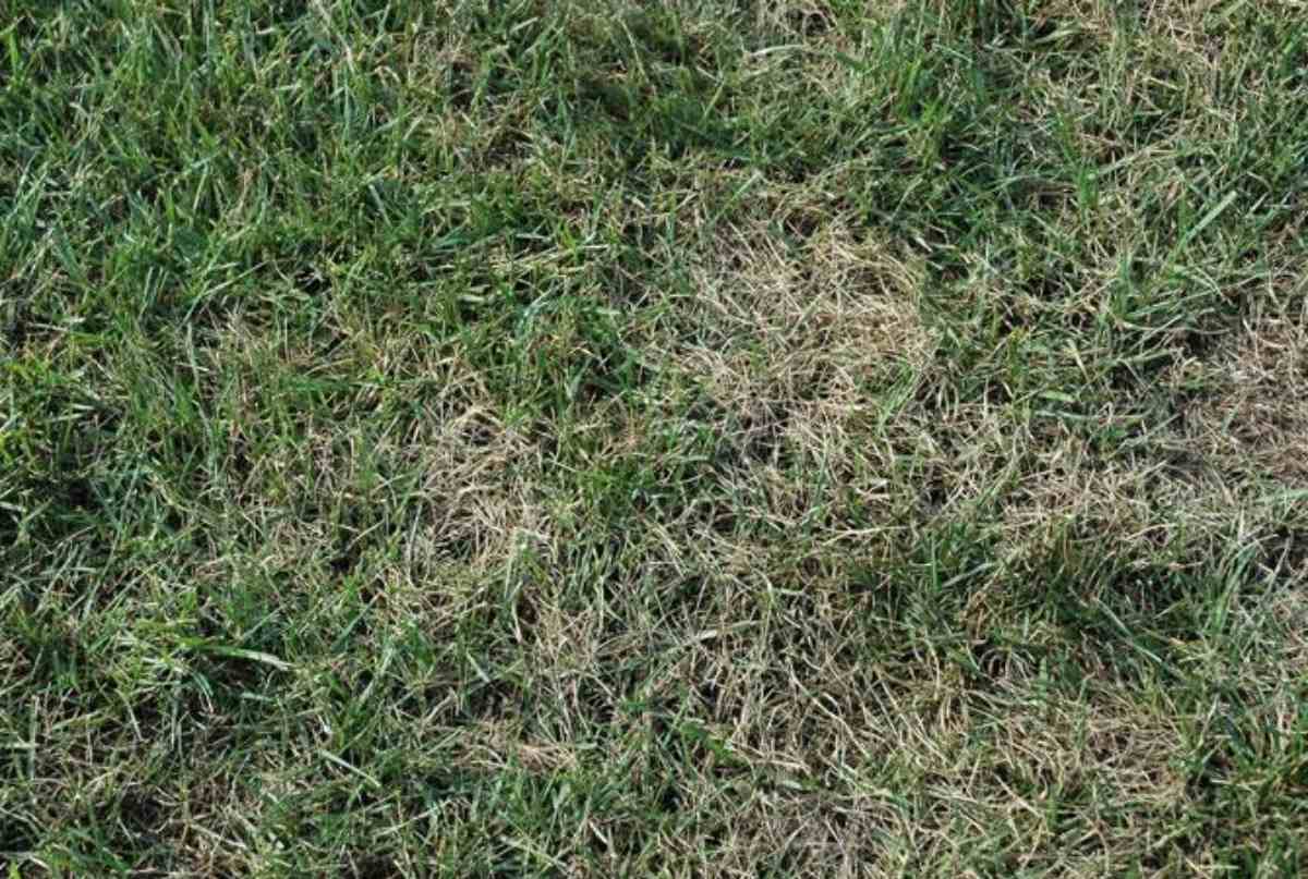 grass damaged by leaf spot in a lawn