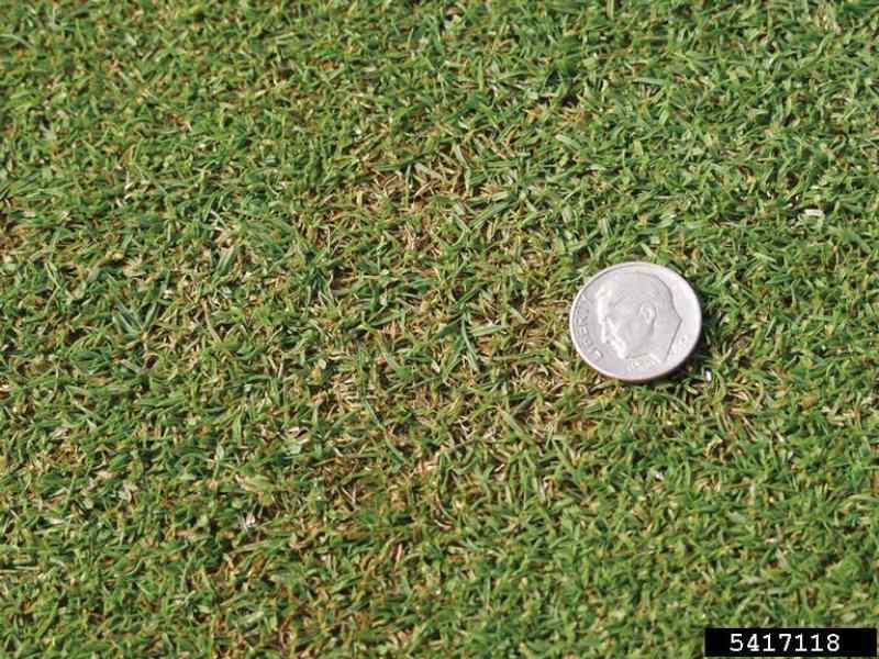 Close-up image of a grass lawn showing signs of disease or damage, with a U.S. dime placed on the grass for scale. The grass appears patchy with a mix of green and brownish areas, indicating possible thinning or leaf spot disease.