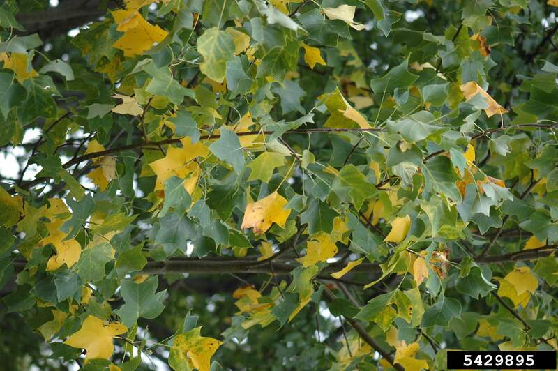closeup of a tree undergone drought stress