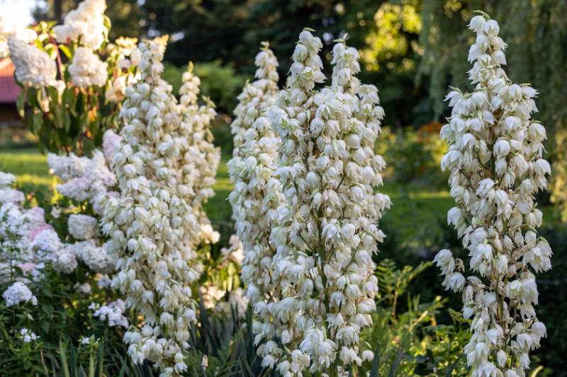 Tall spikes of creamy white, bell-shaped flowers rise dramatically from the Adam's Needle plant in a lush garden setting