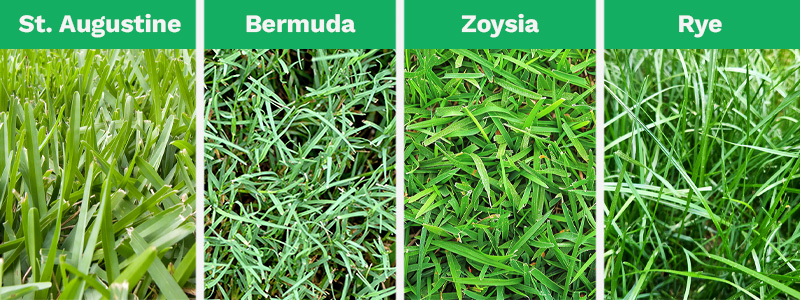 A combined image shows the 4 most popular types of grass in Austin, Texas: St. Augustine, Bermuda, Zoysia, and Rye.