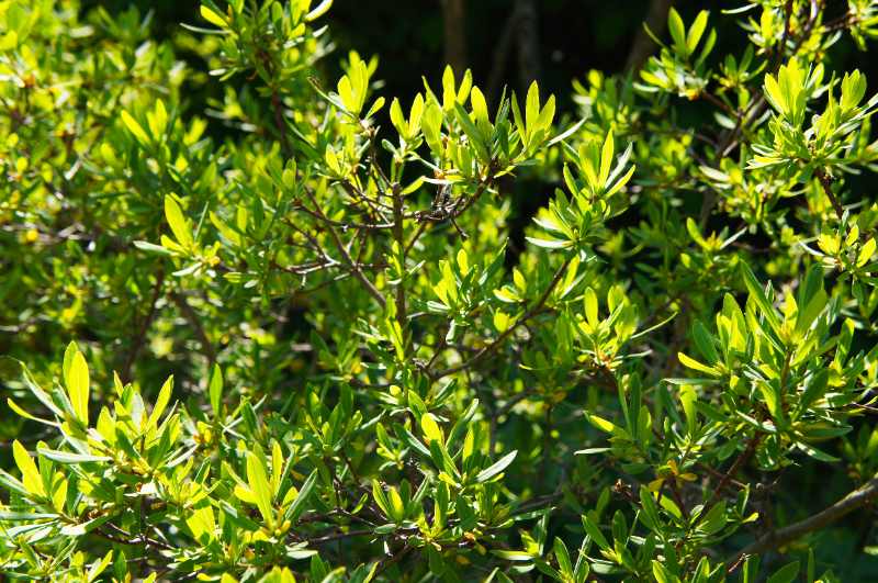 Sunlight filters through the vibrant, lance-shaped leaves of a dense bayberry shrub.