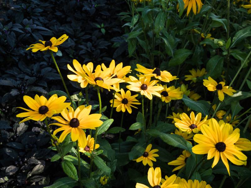 A cluster of vibrant yellow Black-Eyed Susan flowers with dark brown centers, blooming against a backdrop of green foliage and dark leaves.