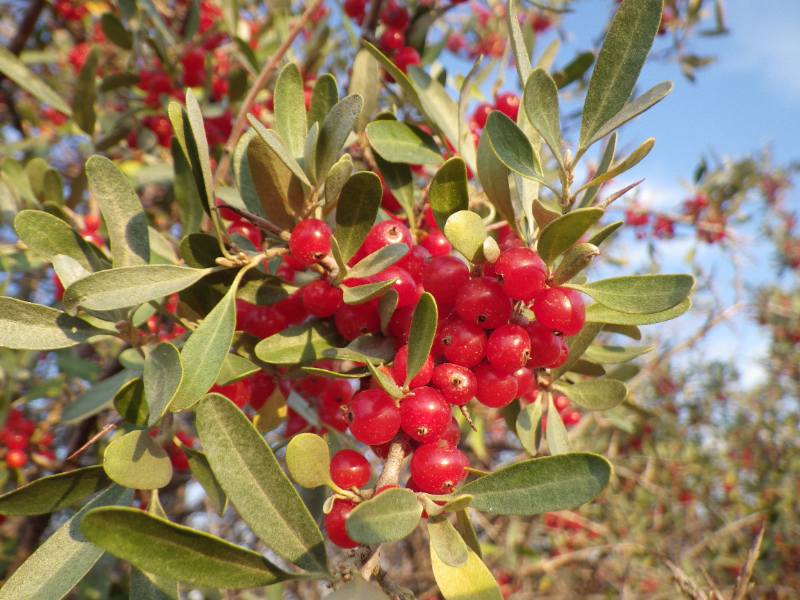 A cluster of bright red buffaloberries growing on a shrub with narrow, gray-green leaves, set against a sunny sky background.